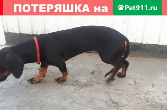 Найдена собака таксы в Чите #потеряшкичита