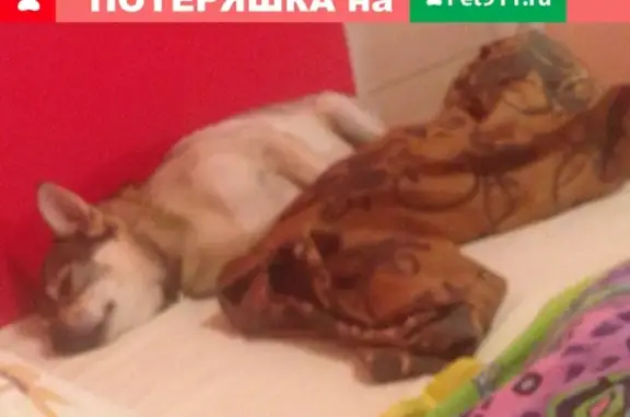 Пропала собака Боня в Череповце, просьба помочь
