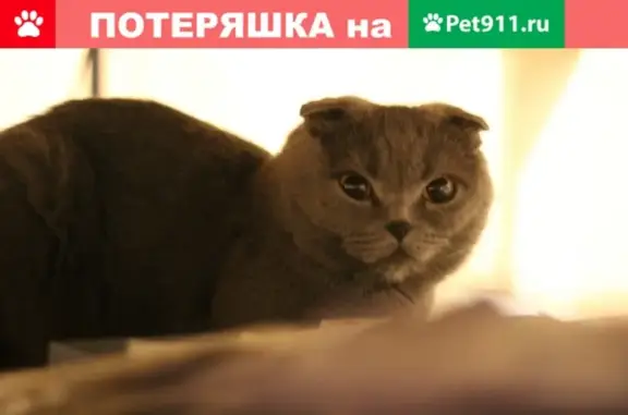 Пропала кошка в Воронеже, Ломоносова 2а.