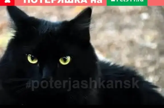 Найдена кошка на улице Костычева
