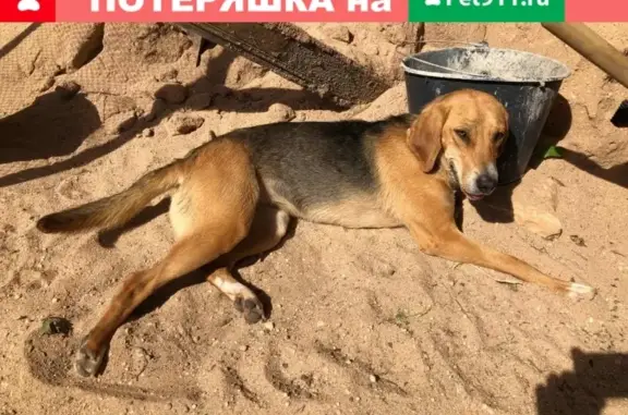 Найдена собака-девочка в д. Конюхово, Вологда