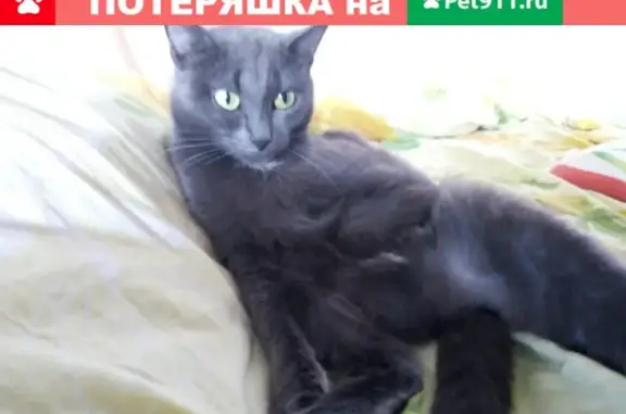 Пропала кошка Муся в Назарово