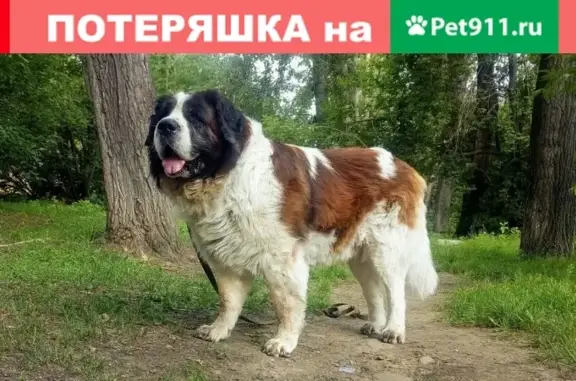 Собака найдена в Точилино, Новокузнецк.
