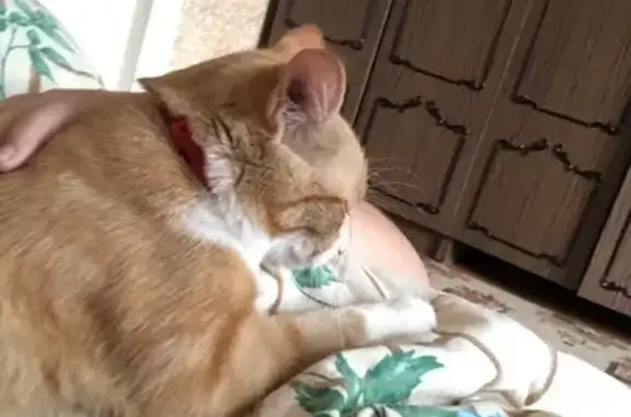 Кошки потеряшки, Тамбов, фото: Потеряшка кошка на Интернациональной, Кузя, красный ошейник.