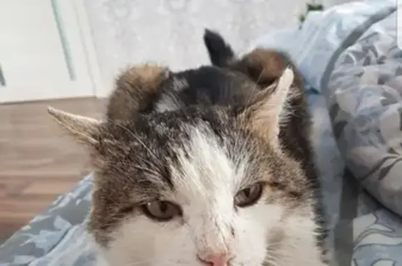 Пропала кошка Вася в п. Западный 1, Магнитогорск, ищем уже месяц