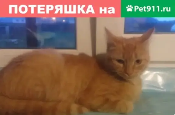 Найдена рыжая кошка в Керамике, Екатеринбург