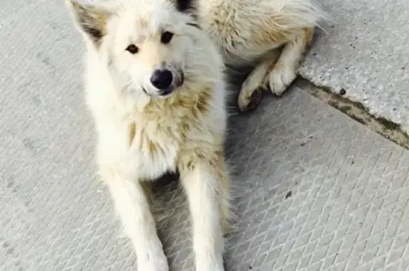 Пропала собака Буч в районе Ухты-Вуктыла