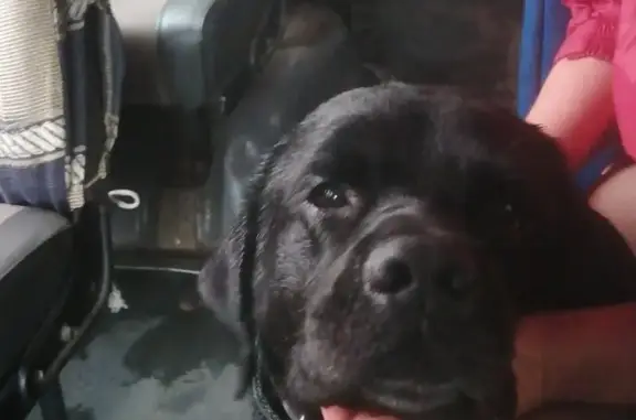 Найден чёрный пёс в Хабаровске