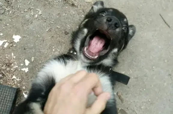 Найден щенок в Шувалово-Озерках, СПб