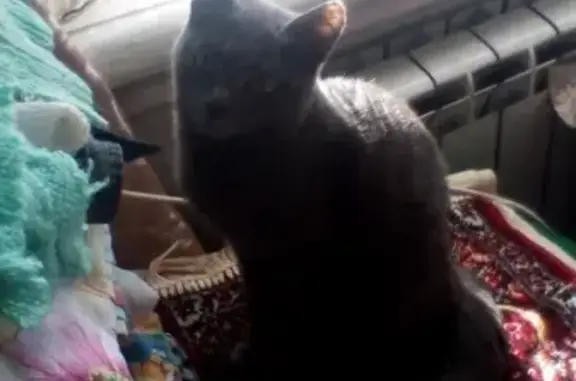 Пропала кошка в Бердске: Добролюбова, 60 или Первомайская,33