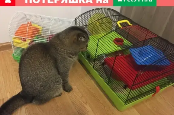 Пропала кошка Моника в Новороссийске