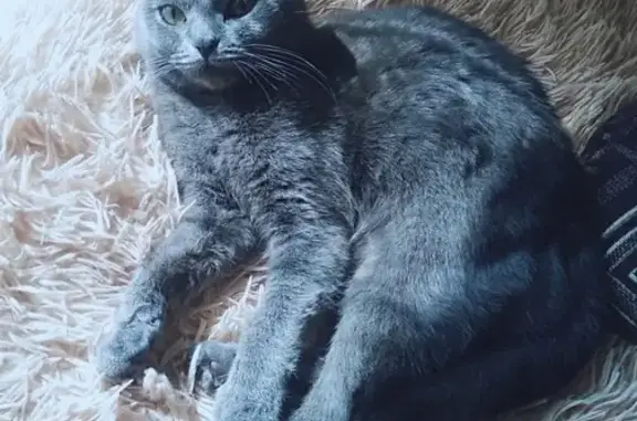 Кошки потеряшки, Курган, фото: Потеряшка кошка в Рябково, вознаграждение.