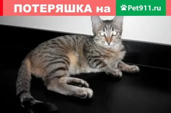 Пропала кошка Боня на ул. Завенягина, д. 1!