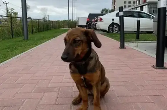 Найдена собака в Тюмени, ищем хозяина