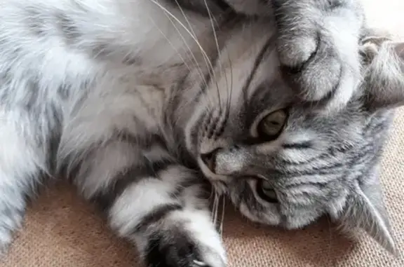 Кошки потеряшки, Ижевск, фото: Потеряшка кошка на ул. Восточная около Металлиста, по кличке Буся.