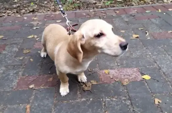 Найдена собака на улице Лазо, ищут хозяев.