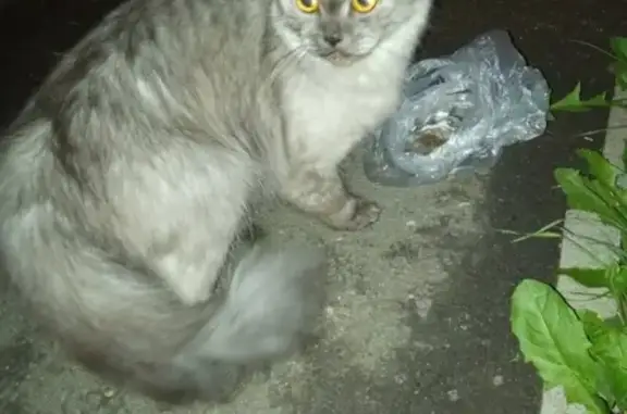 Найдена кошка в Челябинске на ак. Макеева