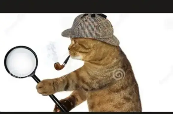 Потерянные животные деревня Ваньковка, фото: Пропала кошка в Ваньковке, Ишимский район - помогите!