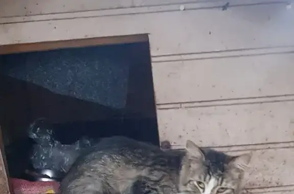 Найден домашний котик на ул. Демьяна Бедного
