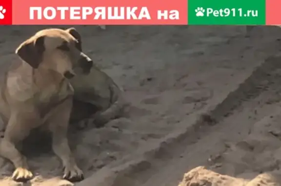 Собаки потеряшки, Тверь, фото: Потеряшка собака Лиса в Затверечье, Тверская область