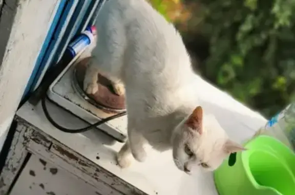 Найден белый кот в районе деревни Черемички, ищем хозяина!