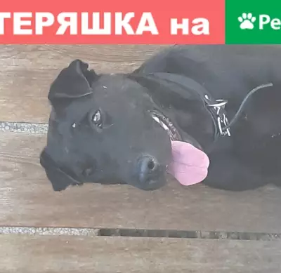 Собака Черного цвета найдена в Казани.