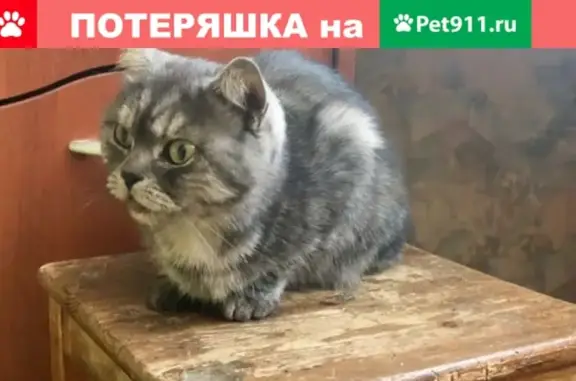 Найдена домашняя кошка в Кировском районе СПб