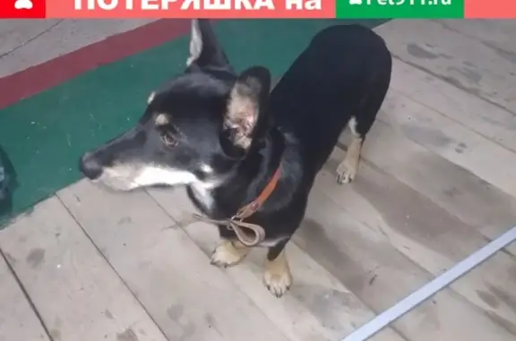 Найдена собака в Губкине, район городского пруда