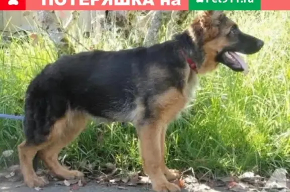 Найдена собака на Пеше-Стрелецкой, ищем хозяев!
