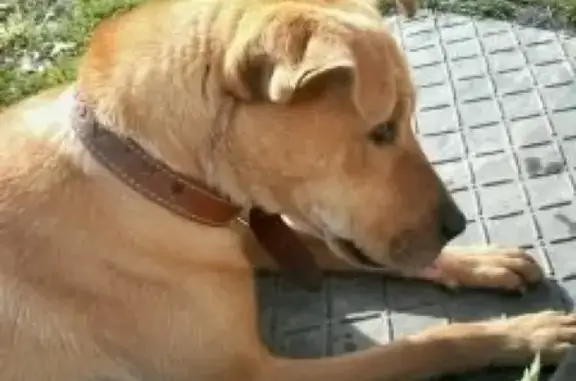 Пропала собака в деревне Фарафоново, Новгородская область