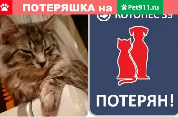 Пропала кошка в СНТ Чайка, пос. Нивенское #ПОТЕРЯН_КОТОПЕС39