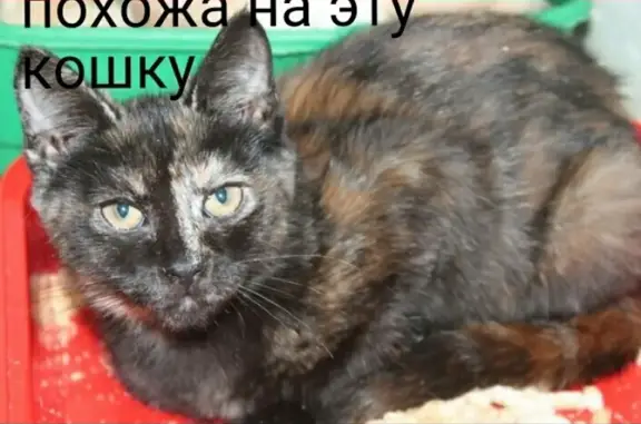 Пропала кошка Багира на Будённовском проспекте
