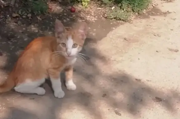 Найдена кошка Котенок в Краснодаре