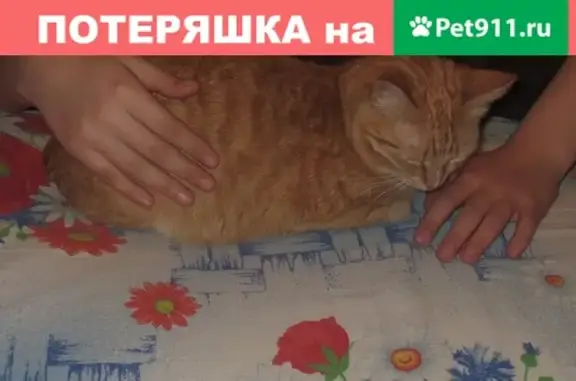 Пропала кошка в Первоуральске, помогите найти!