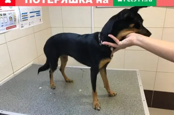 Найдена собака в Уфе, Республика Башкортостан