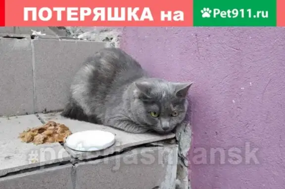 Найдена кошка на пр. Дзержинского в Новосибирске