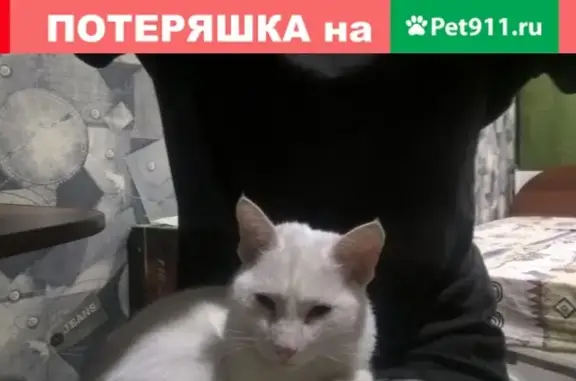 Белая кошка найдена на улице Брянская + Солнцева