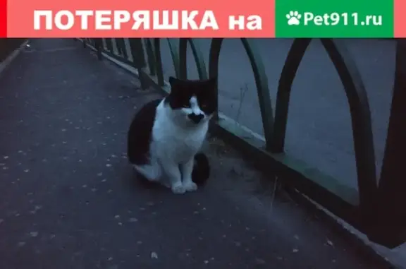 Найдена кошка на улице Куконковых, Иваново