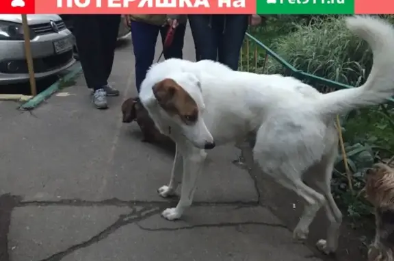 Собака найдена на ул. Хлебозаводская, 8Б в Ивантеевке