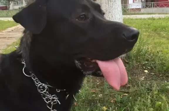 Найдена собака в Протве, ищем хозяина