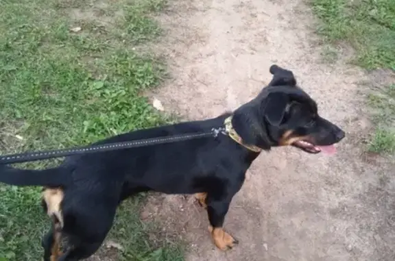Найдена собака в Нижнекамске, район Строителей 46 с ошейником со стразами