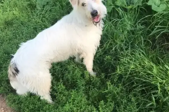 Найдена собака бело-рыжего окраса в деревне Капорки, ищем хозяев.