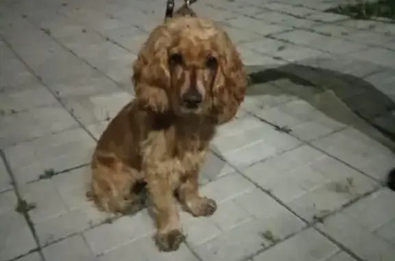 Собака найдена на Притомском проспекте
