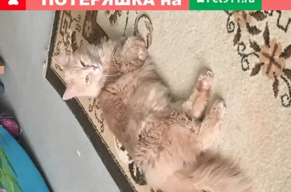 Пропала кошка Степашка в Сестрорецке, СПб