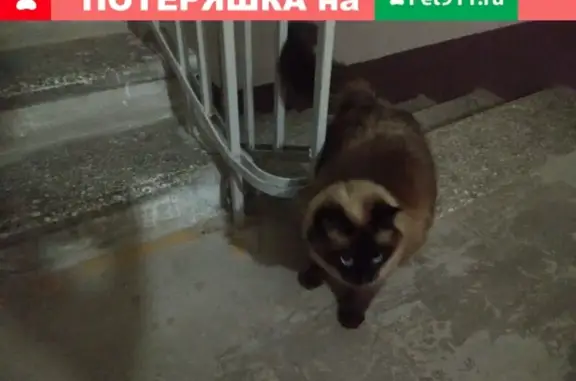 Найдена сиамская кошка на ул. Свердлова, Екатеринбург