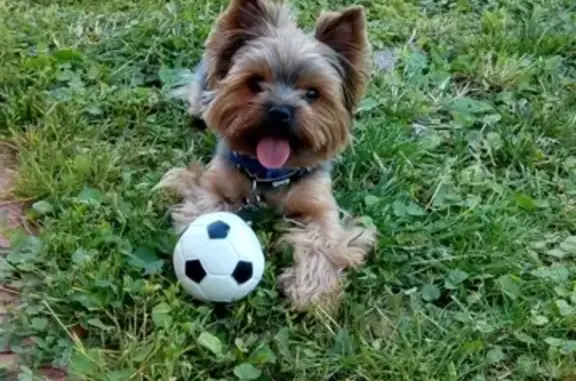 Собаки потеряшки, Москва, фото: Потеряшка йоркширский терьер, вознаграждение 30 000 руб. Москва, Белозерская улица, 9Б.