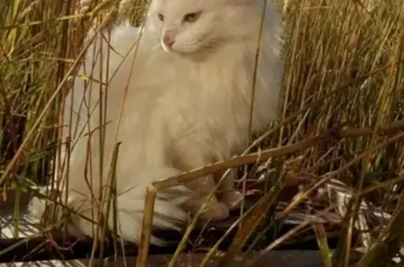 Кошки потеряшки, Тамбов, фото: Потеряшка белая кошка в Татаново, Тамбовская область (адрес: ул. Ленина, 417)