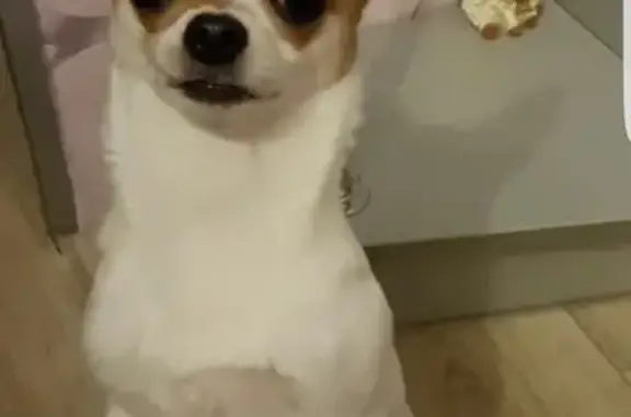 Собаки потеряшки, СДТ Сухая Самарка, фото: Потеряшка собака в СДТ Сухая Самарка.