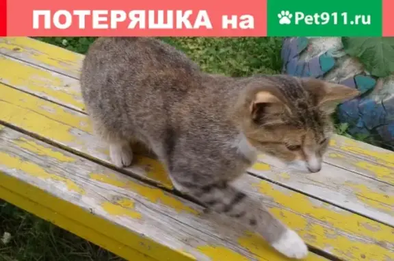 Найдена кошка в СНТ Лахтенское, ищет хозяина