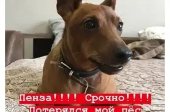 Пропала собака в Пензе на улице Рахманинова